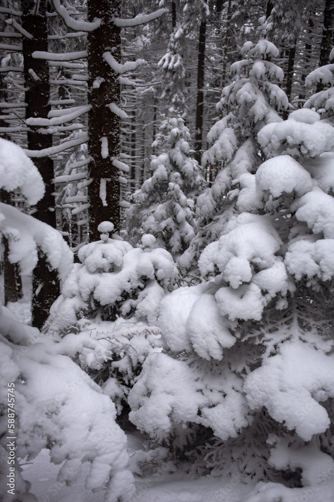 A tranquil winter scene of a pines forest covered in snow A tranquil winter scene of a pines forest covered in snow