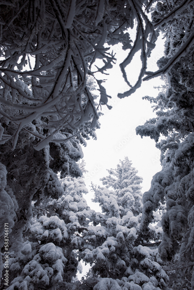 Beautiful view of the winter forest with snow-covered pine trees Beautiful view of the winter forest with snow-covered pine trees