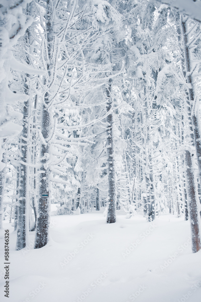 Beautiful view of the winter forest with snow-covered pine trees Beautiful view of the winter forest with snow-covered pine trees