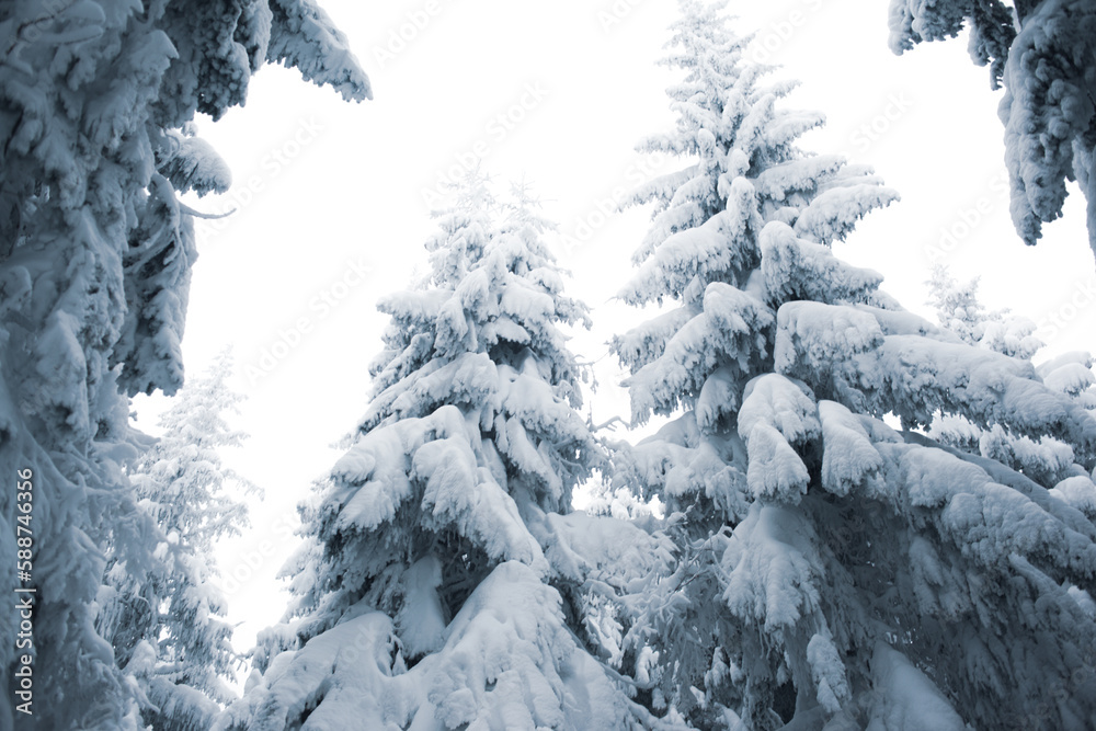 Beautiful view of the winter forest with snow-covered pine trees Beautiful view of the winter forest with snow-covered pine trees