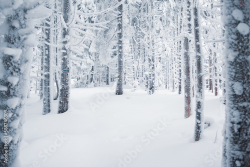 Beautiful view of the winter forest with snow-covered pine trees