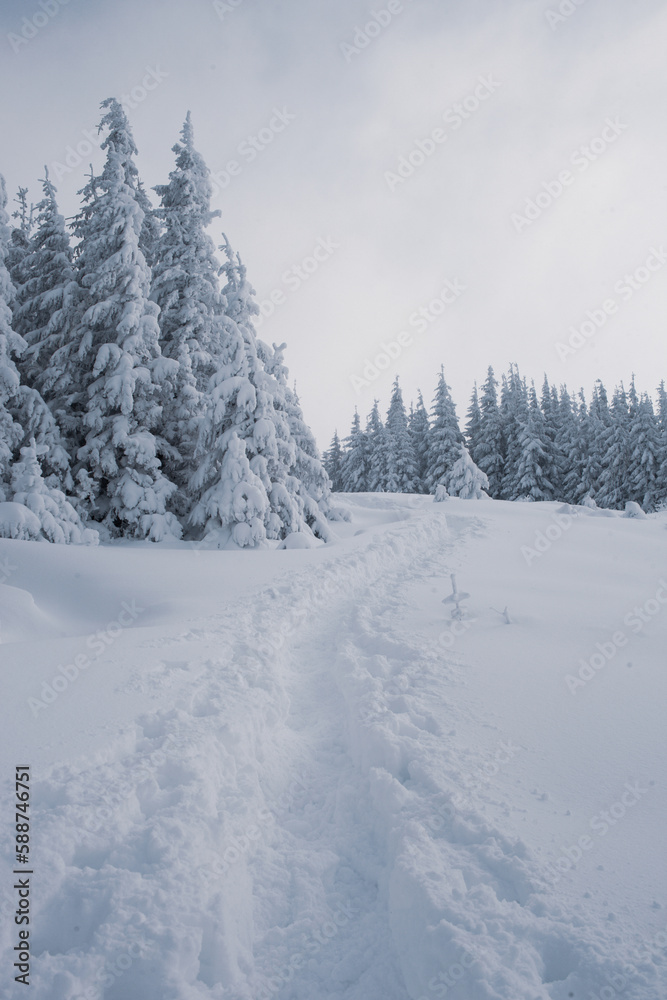 A snowy forest landscape with tall pine trees in the mountains A snowy forest landscape with tall pine trees in the mountains