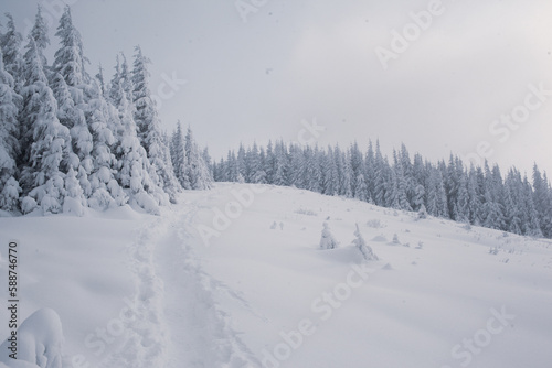 Fototapeta Naklejka Na Ścianę i Meble -  A snowy forest landscape with tall pine trees in the mountains