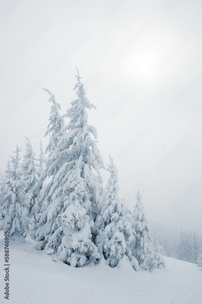 Fototapeta premium A snowy forest landscape with tall pine trees in the mountains