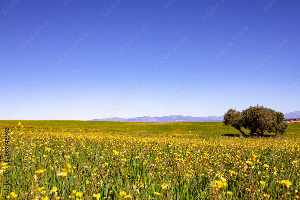 Spring fields of Spain