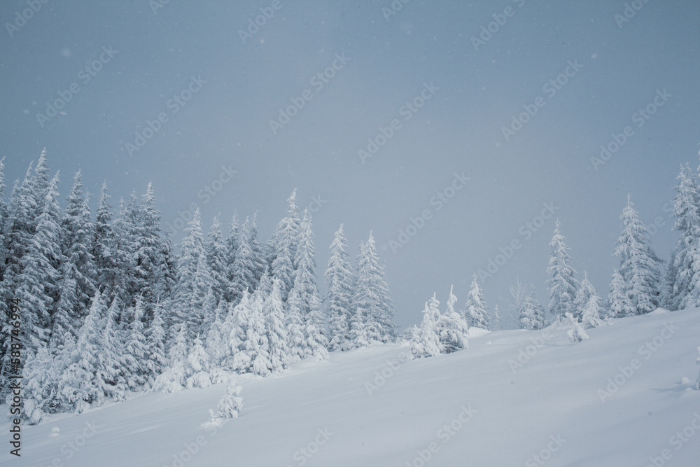 Fototapeta premium Winter wonderland with snow-capped pine trees in the mountains
