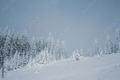 Winter wonderland with snow-capped pine trees in the mountains © Sasha