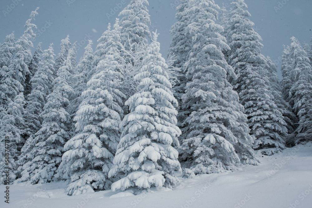 A snowy forest landscape with tall pine trees in the mountains A snowy forest landscape with tall pine trees in the mountains