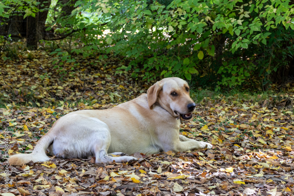 A golden-colored Labrador dog rests peacefully on a pile of brown leaves. In the background, some green bushes can be seen. A scene that conveys serenity and the tranquility of an autumn day.