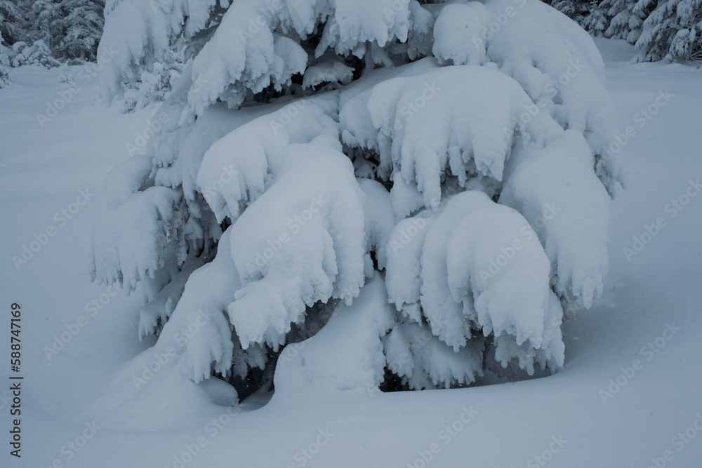 A snowy forest landscape with tall pine trees in the mountains A snowy forest landscape with tall pine trees in the mountains
