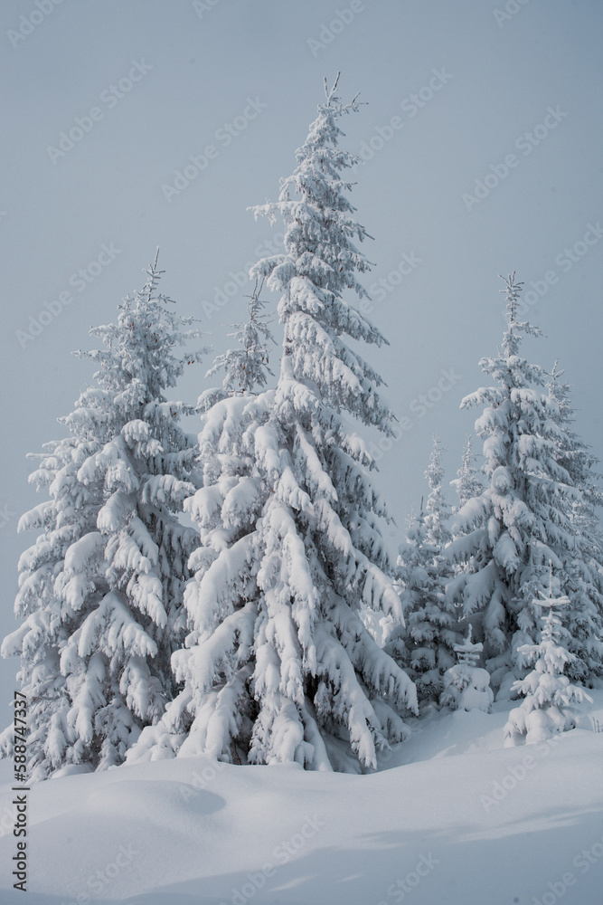 A snowy forest landscape with tall pine trees in the mountains A snowy forest landscape with tall pine trees in the mountains