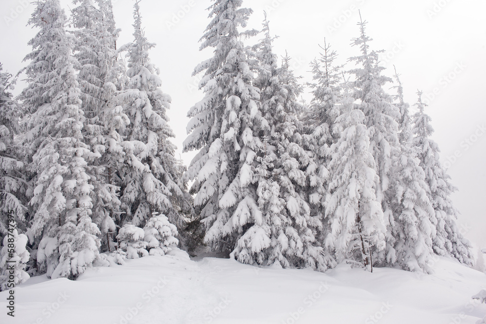 A snowy forest landscape with tall pine trees in the mountains A snowy forest landscape with tall pine trees in the mountains