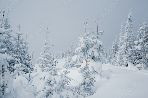 A snowy forest landscape with tall pine trees in the mountains