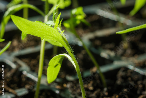 Tomato plant seedlings growing at home nursery in england uk