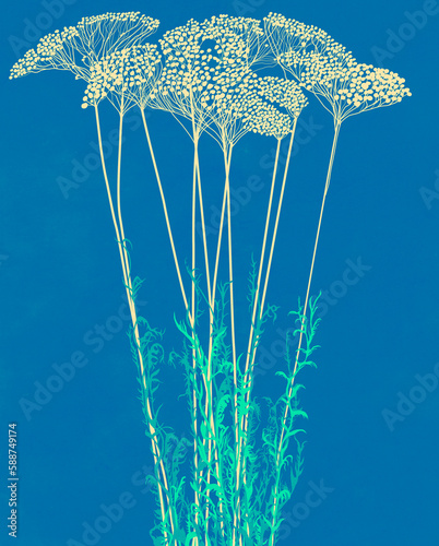 Ilustracja grafika wysoka trawa z kolorowymi kuleczkami motyw roślinny na niebieskim tle.