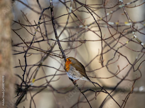 European robin on branch