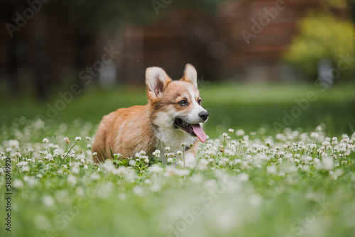 Corgi puppy dog running in a field of flowers