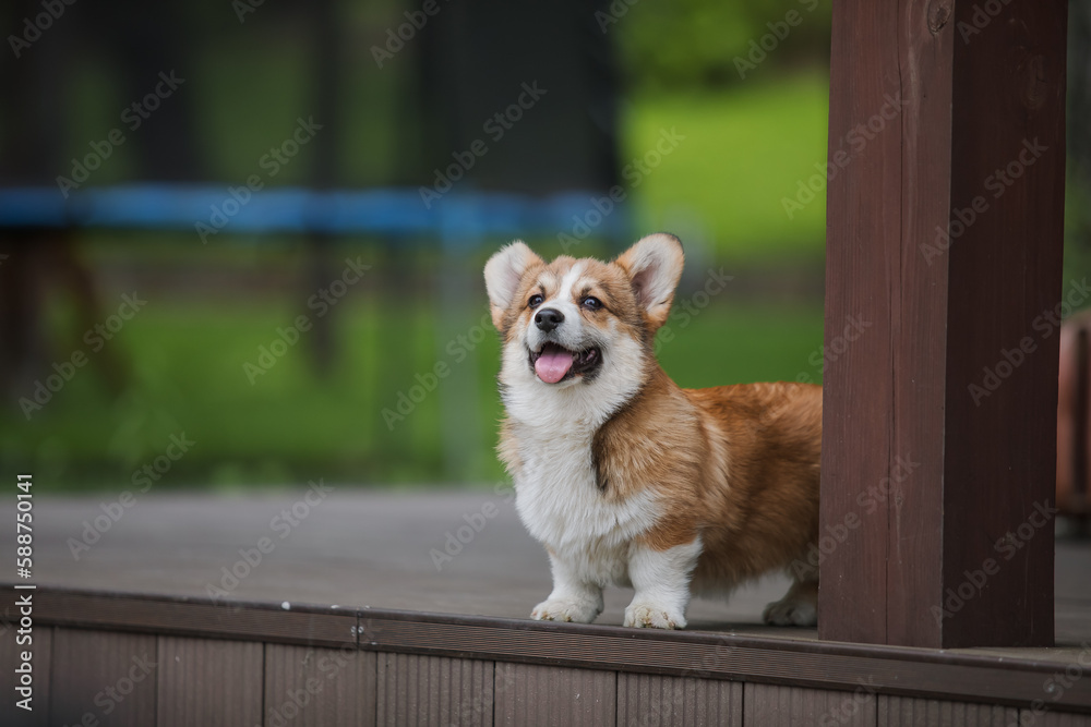 Corgi puppy on a deck with its tongue hanging out.