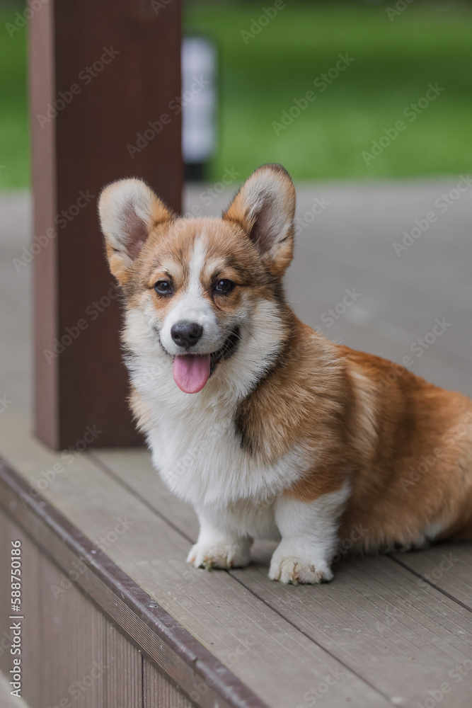 Corgi puppy on a deck with its tongue hanging out.