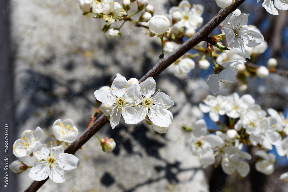 Obraz premium blooming tree