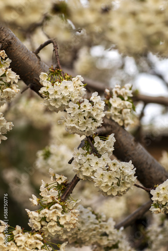 Blooming cherry tree branch in spring © oybekostanov