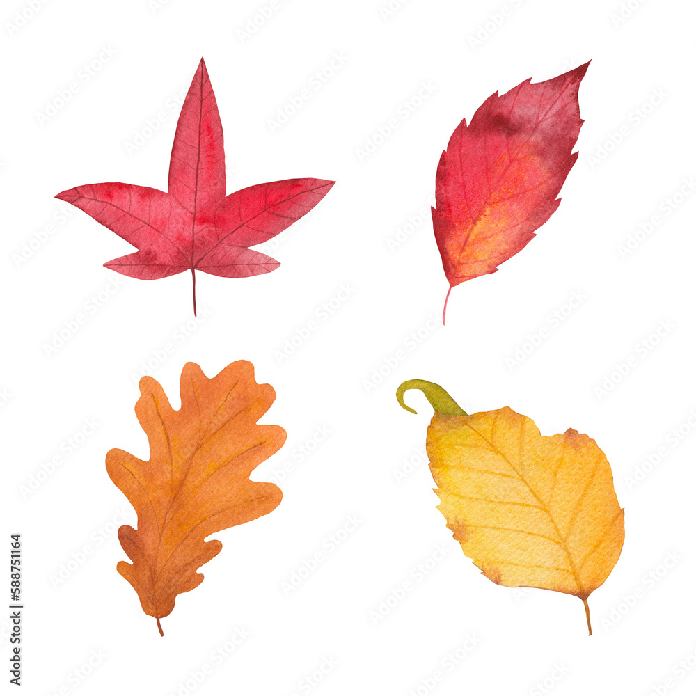 Hand painted watercolor leaves collection. Oak, maple, chestnut foliage isolated on white background. Stock autumn season illustration for design, aquarelle clipart.