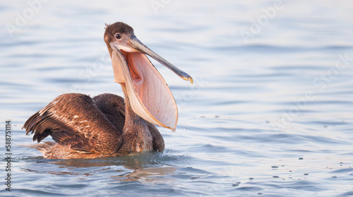 A brown pelican with its mouth wide open