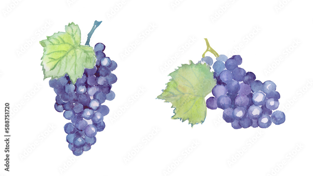 Fototapeta premium Grape, blue grapes, fruit , grape branches, sweet food ,watercolor food illustrations 