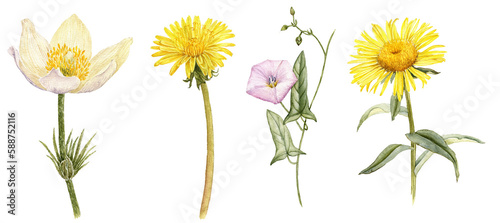 watercolor drawing wild flowers, pasque , dandelion,bindweed and elecampane, isolated at white background , hand drawn botanical illustration
