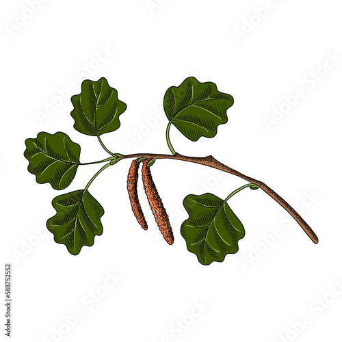 vector drawing branch of aspen isolated at white background, hand drawn illustration