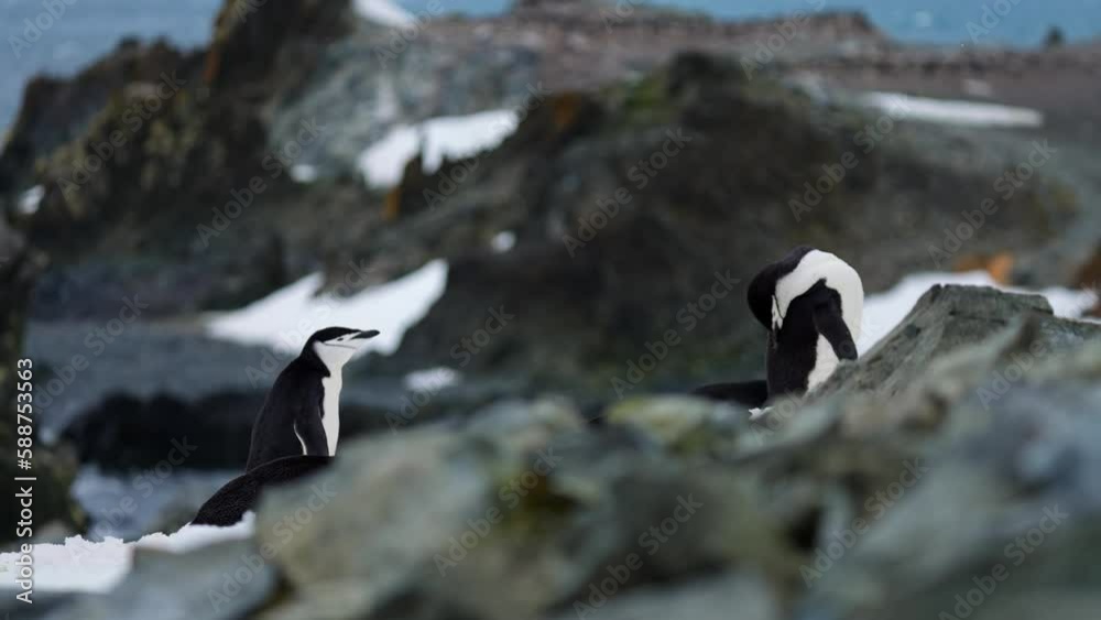 Chinstrap Penguins Preening On The Rock In Antarctica. - static Chinstrap Penguins Preening On The Rock In Antarctica. - static