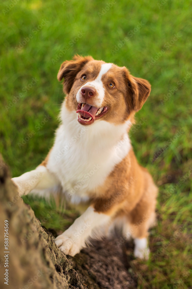 Miniature American Shepherd dog on the grass in the park