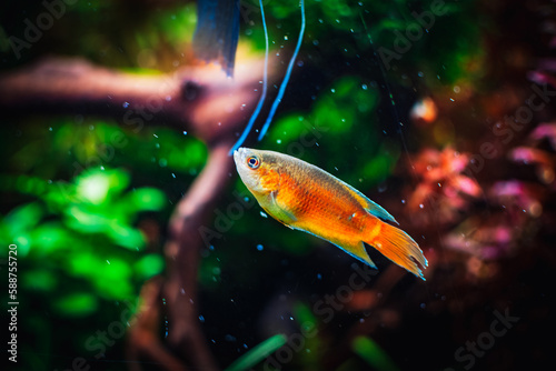 lovely Macropodus opercularis in my tank photo