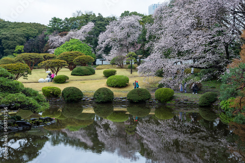 東京都新宿区の公園に咲く桜