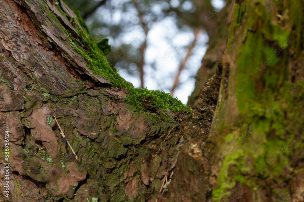 Mossy tree Mossy tree