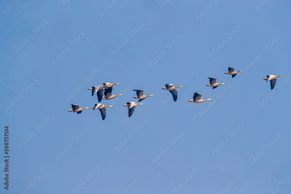 A Flock of Bar Headed Goose in blue sky