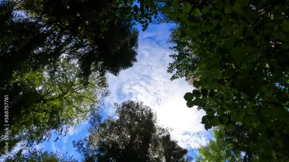 vertical sky view from blow the big green trees in the forest vertical sky view from blow the big green trees in the forest