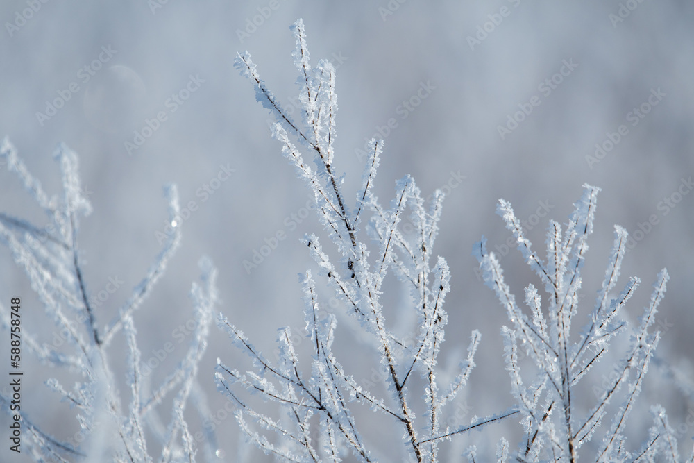 Shrub Branch Frosts in Finland during Cold Winter.
Branches of shrubs having frosts during a cold but sunny winter day in Finland