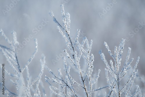 Shrub Branch Frosts in Finland during Cold Winter. Branches of shrubs having frosts during a cold but sunny winter day in Finland