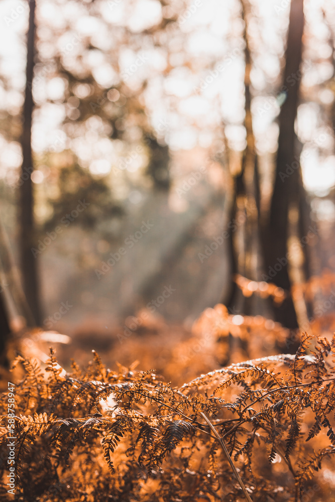 Ein schöner Sonnenaufgang im herbstlichem Wald Ein schöner Sonnenaufgang im herbstlichem Wald