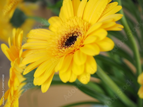Żółty kwiat, gerbera