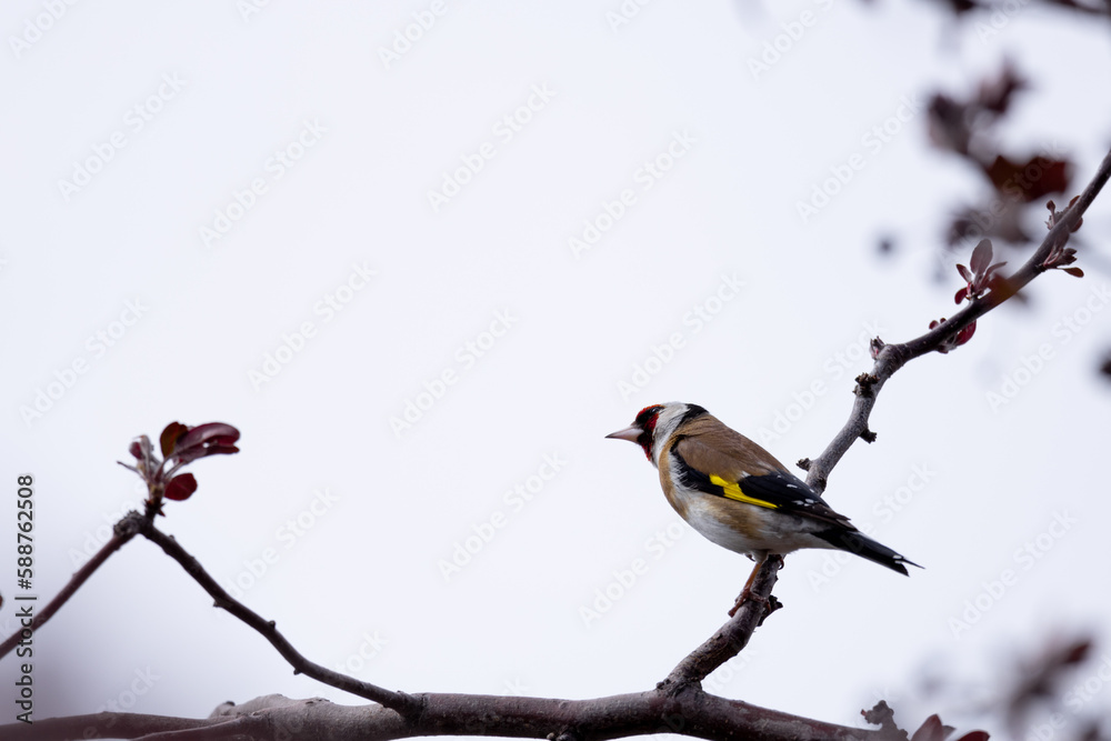 Fototapeta premium Goldfinch, bird, animal, wildlife, nature
