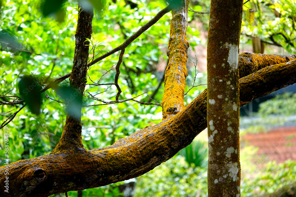 Fototapeta premium Kuala Lumpur - Bird Park Treelife