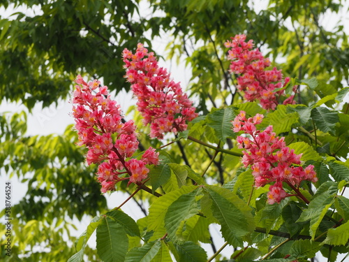 落葉樹　ベニバナトチノキ　ピンクの花