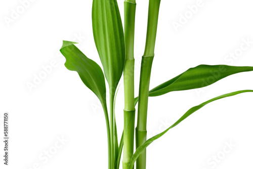 Branches of bamboo isolated on transparent background. Bamboo shoots with bamboo leaves for design.