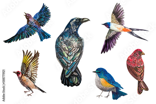 A set of six birds. The watercolor illustration is hand-drawn. Realistic images are isolated on a white background.