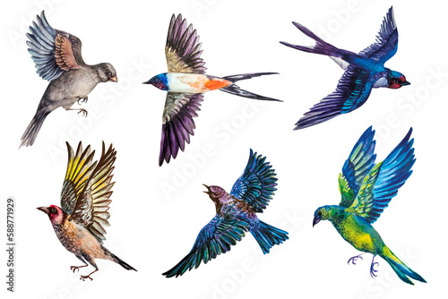 Flying birds. A set of six birds with open wings. The watercolor illustration is hand-drawn. Realistic images are isolated on a white background. © Мария Овчарова