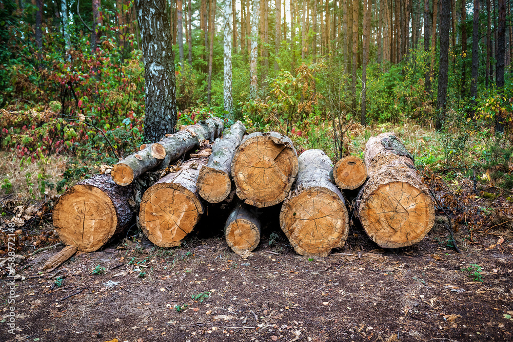 Log trunks pile, the logging timber forest wood industry Log trunks pile, the logging timber forest wood industry