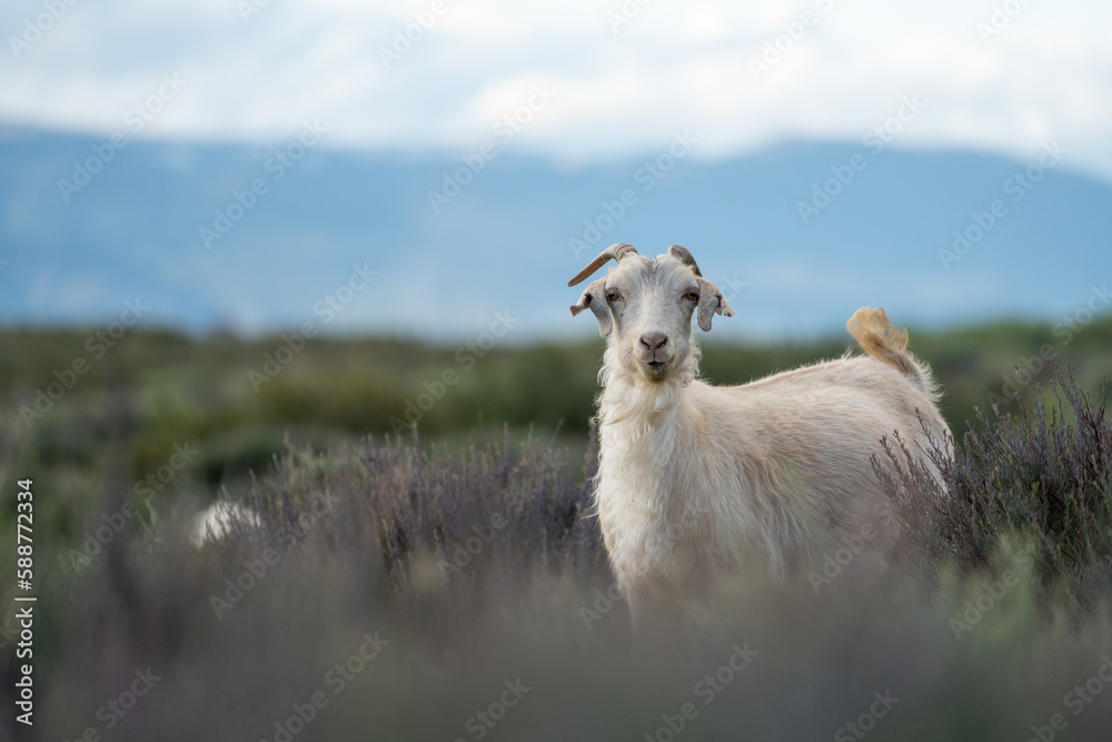 Fototapeta premium Cabras en la estepa patagonica