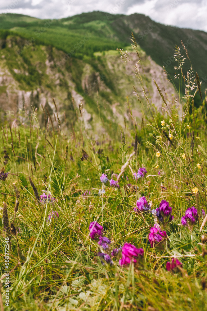 Obraz premium Wild flowers on field in mountains